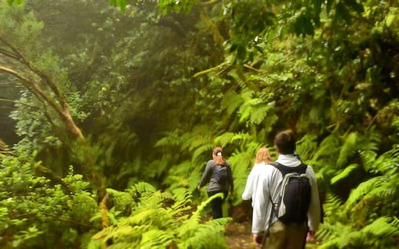 Tenerife: Guided tour guide in the Anaga Rural Park - The Value of a Guided Experience