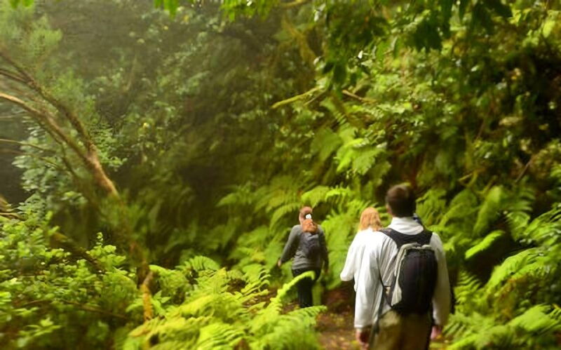 Tenerife: Guided Tour Guide in the Anaga Rural Park - Good To Know