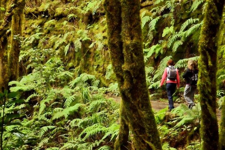 Tenerife: Guided Tour Guide in the Anaga Rural Park - Trail: Bosque De Los Enigmas