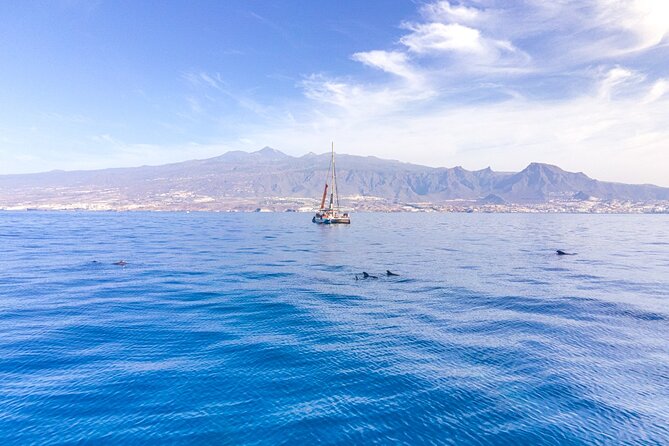 Tenerife Half-Day Dolphin-Watching and Swimming Boat Tour - Tour Details