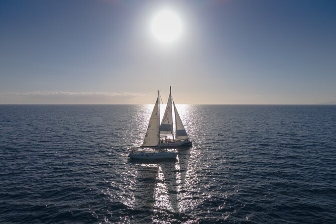 Tenerife Half-Day Dolphin-Watching and Swimming Boat Tour - The Sum Up