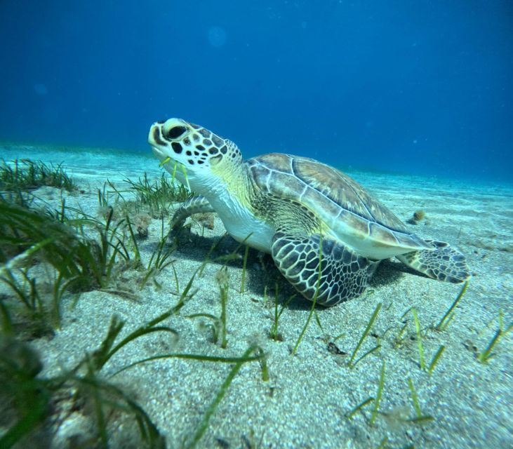 Tenerife: Half-Day Snorkeling Tour - Tour Details