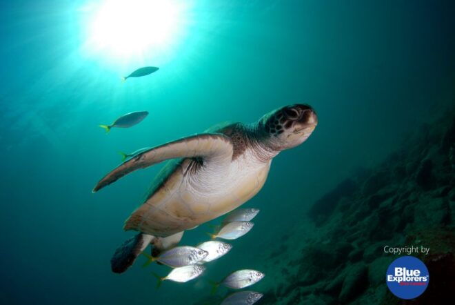 Tenerife: Half-Day Snorkeling Tour - Additional Information