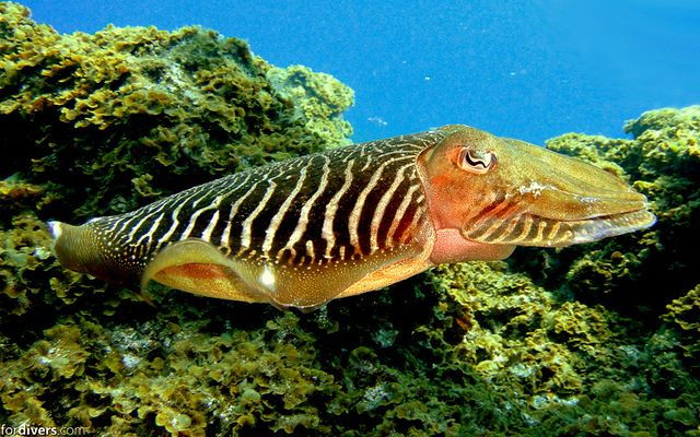 Tenerife: Half-Day Snorkeling Tour - Directions