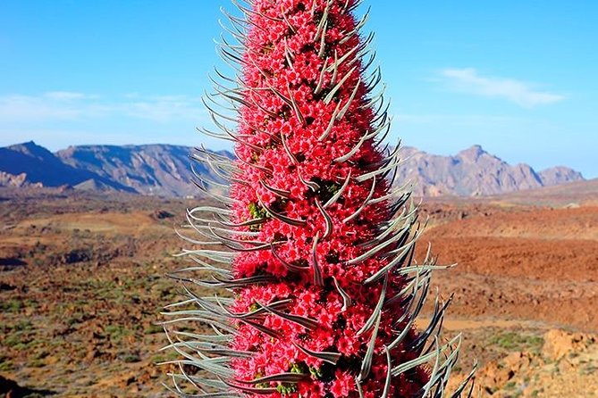 Tenerife Highlights Full-Day Tour - Common Questions