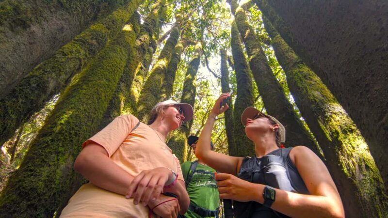 Tenerife: Hike Above Masca in Enchanted Forest with Pick-up - Good To Know