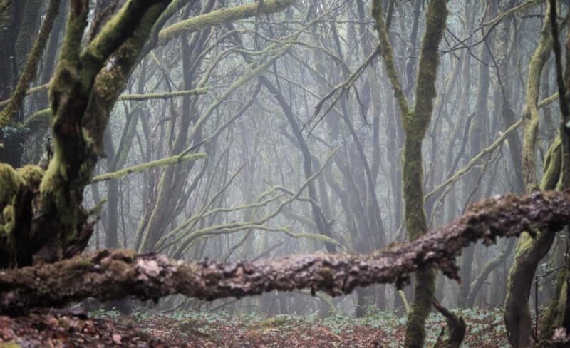 Tenerife: Hike Above Masca in Enchanted Forest with Pick-up - Practical Tips & Considerations