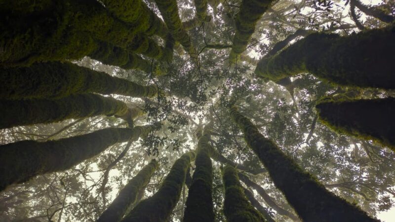 Tenerife: Hike Above Masca in Enchanted Forest with Pick-up - Who Would Love This Tour?