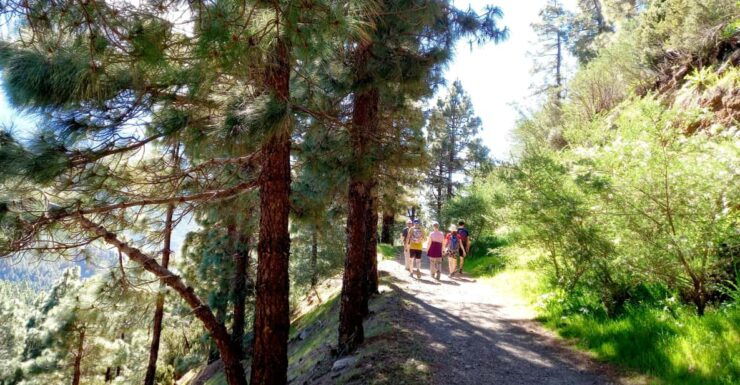 Tenerife: Hiking Above the Village of Masca - Pricing and Booking