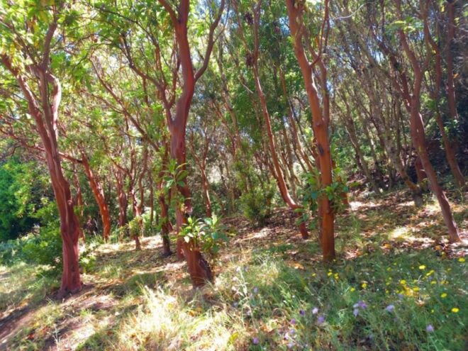 Tenerife: Hiking Above the Village of Masca - Important Information
