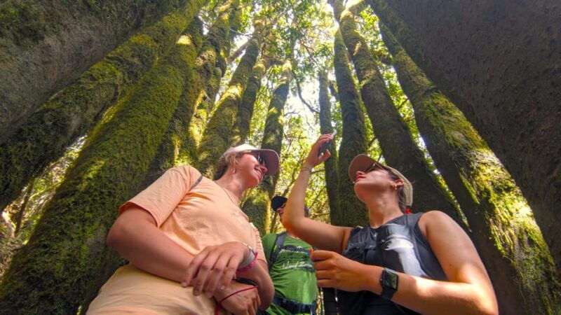 Tenerife: Hiking Tour Above Masca & Enchanted Forest - Itinerary Details