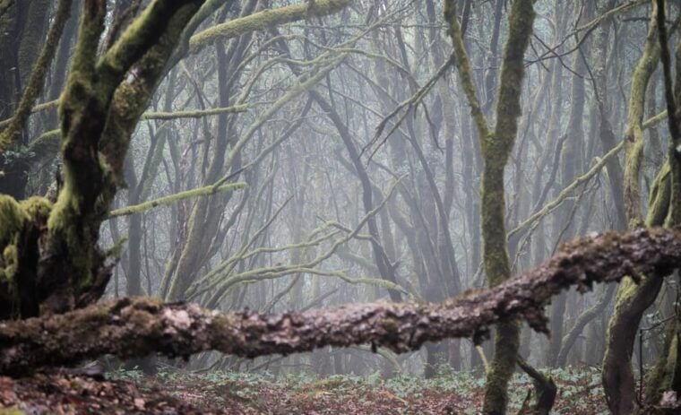 Tenerife: Hiking Tour Above Masca & Enchanted Forest - Highlights and Experience