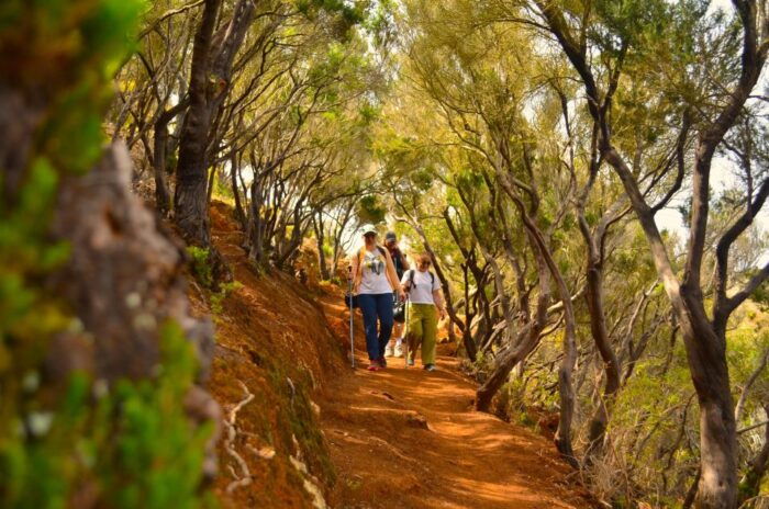 Tenerife: Hiking Tour in Anaga Mountains & Enchanted Forest - Recommendations for Adventure Lovers and Nature Enthusiasts
