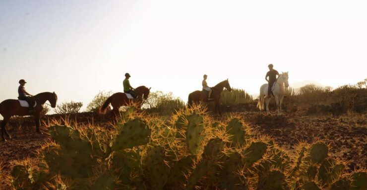 Tenerife: Horseback Ride With Instructor - Booking Details for Horseback Ride