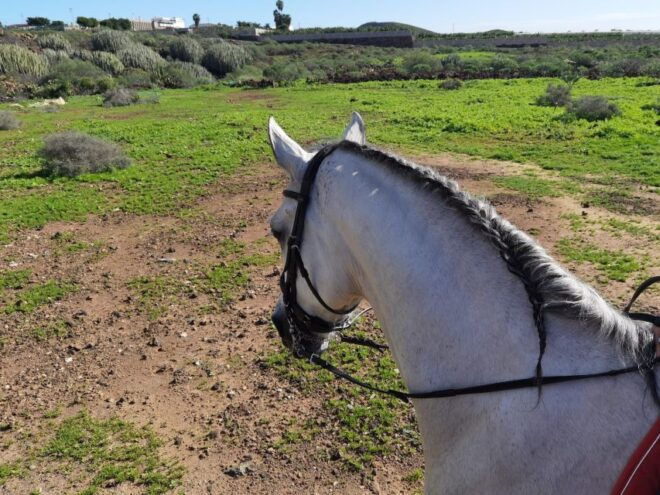 Tenerife: Horseback Ride With Instructor - The Sum Up
