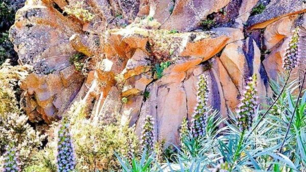 Tenerife: Island Exploration Guide App With Offline Content - Frequently Asked Questions