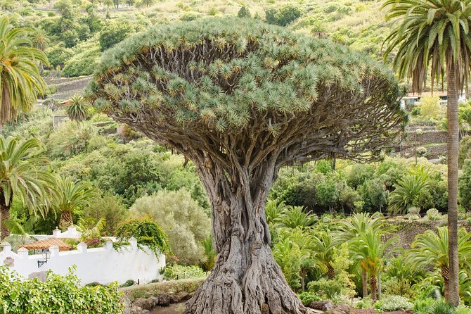 Tenerife Island Exploration Smartguide - Insider Tips for Exploring Tenerife