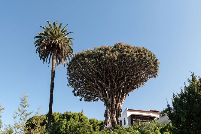 Tenerife Island Tour: Los Gigantes, Icod De Los Vinos & La Orotava - Additional Information