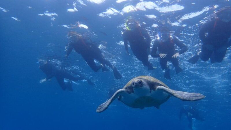 Tenerife: Kayak and Snorkel With Turtles, Wetsuits Included - Good To Know