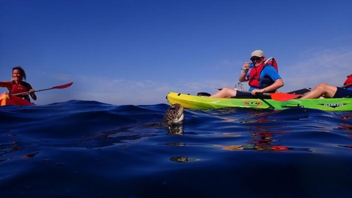 Tenerife: Kayak and Snorkel With Turtles, Wetsuits Included - Kayaking and Dolphin Watching