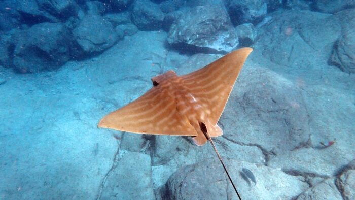 Tenerife: Kayak and Snorkel With Turtles, Wetsuits Included - Snorkeling and Return to Shore