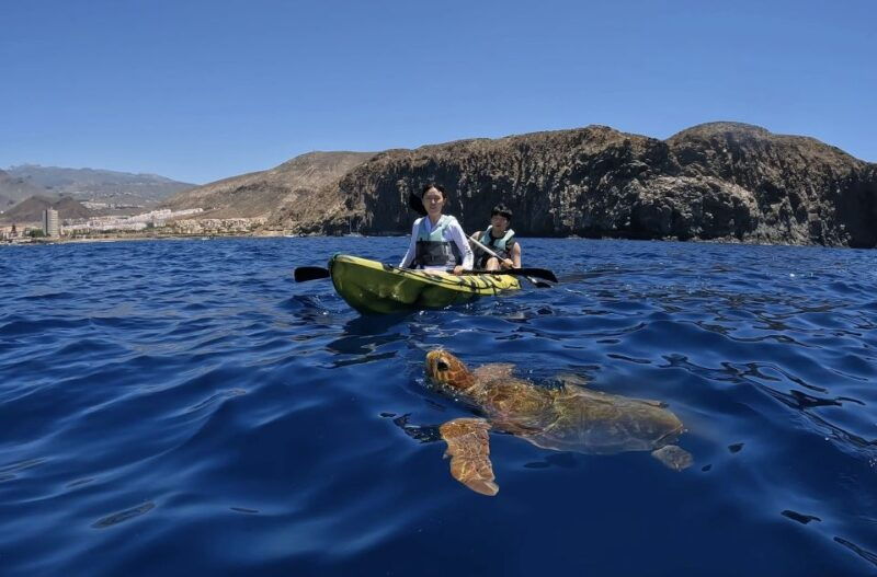 Tenerife: Kayak and Snorkeling Tour With Photos - Highlights of the Experience