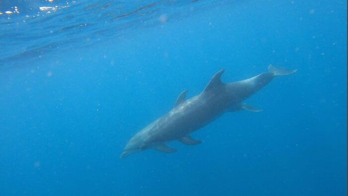 Tenerife: Kayak and Snorkeling Tour With Photos - Scenic Ocean Views
