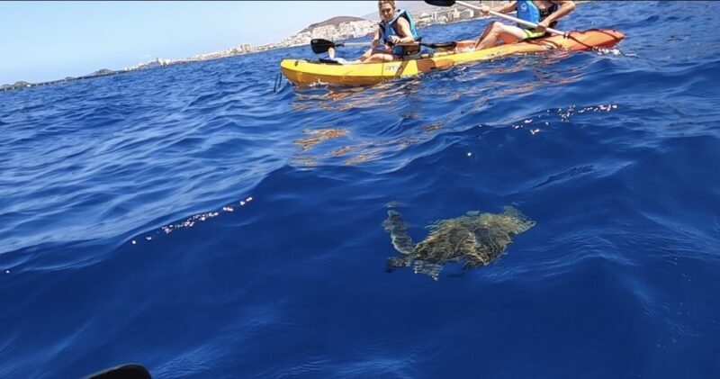 Tenerife: Kayak Safari and Sea Turtle Snorkeling - An Authentic Marine Adventure in Tenerife