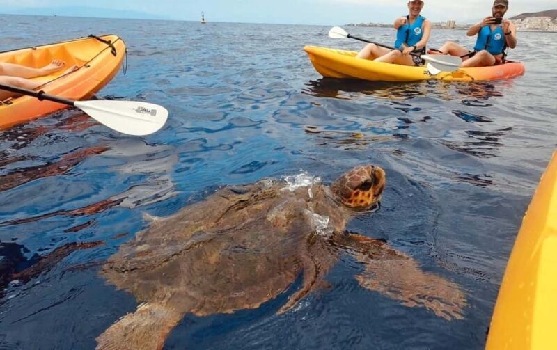 Tenerife: Kayak Safari and Sea Turtle Snorkeling - Practical Details and Value