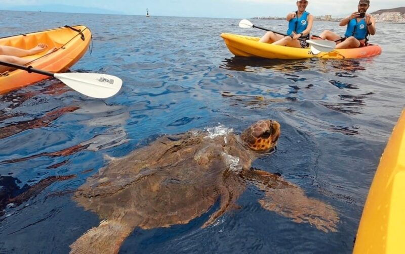 Tenerife: Kayak Safari and Sea Turtle Snorkeling With Photos - Highlights of the Itinerary
