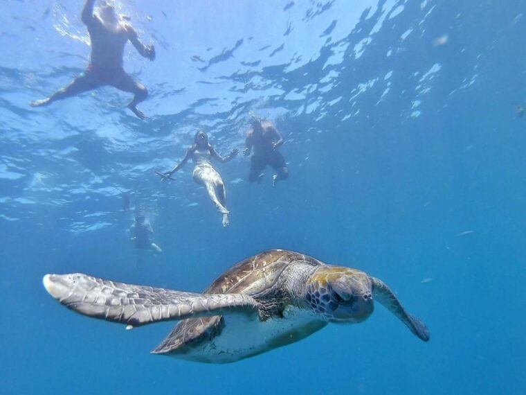 Tenerife: Kayak Safari and Sea Turtle Snorkeling With Photos - Snorkeling With Sea Turtles