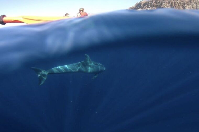 Tenerife: Kayak Safari and Sea Turtle Snorkeling With Photos - Exploring Scenic Cliffs and Sea Caves