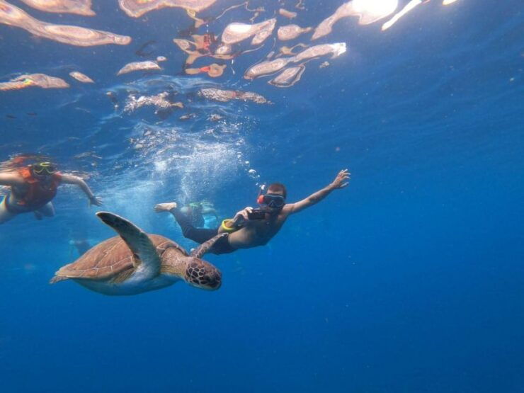 Tenerife: Kayak Safari With Snorkeling, All Inclusive - Highlights