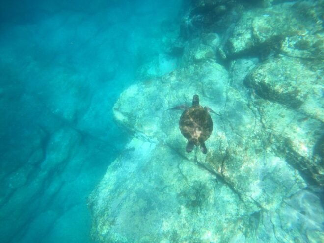 Tenerife: Kayak Safari With Snorkeling, All Inclusive - Customer Review 2