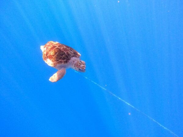 Tenerife: Kayak Safari With Snorkeling, All Inclusive - Directions