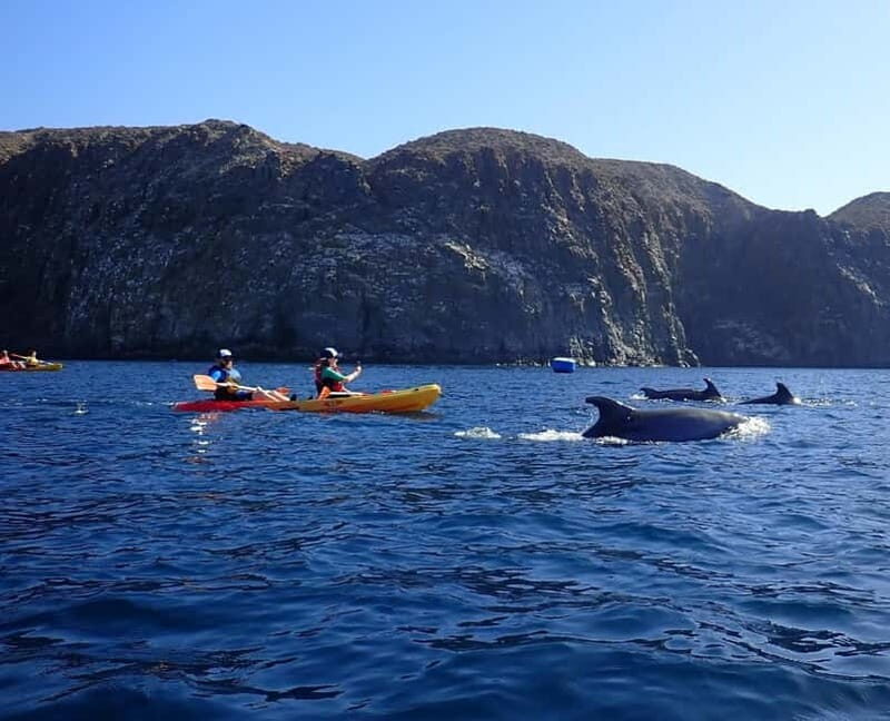 Tenerife: Kayak Sea Safari with Snorkel and Snacks - Good To Know  