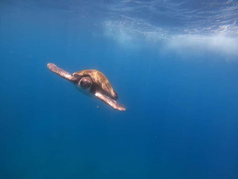 Tenerife: Kayak Sea Safari with Snorkel and Snacks - The Practicalities and Value  