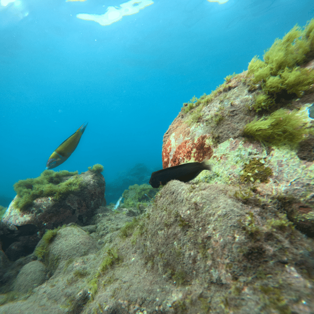 Tenerife: Kayak & Snorkel, Snacks, Photos & Sea Life Safari - Customer Testimonials