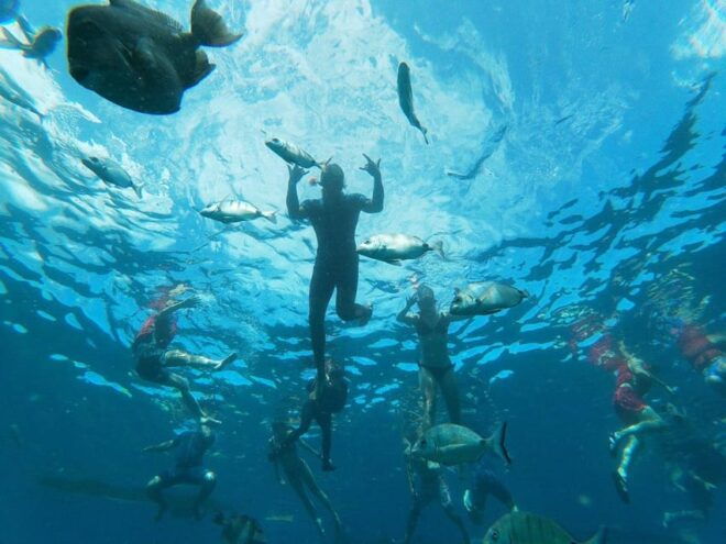 Tenerife: Kayak & Snorkeling, Marine Fauna Watching - What to Expect
