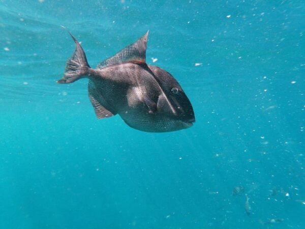 Tenerife: Kayak & Snorkeling, Marine Fauna Watching - Frequently Asked Questions