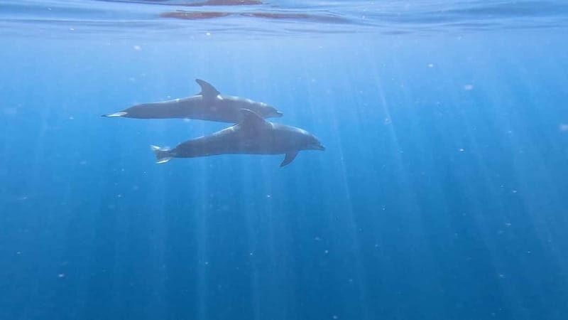 Tenerife: Kayak & Snorkeling Tour - Small Groups - The Sum Up: Who Should Book This Experience?