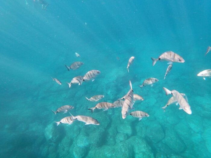 Tenerife: Kayaking and Snorkeling for Groups and Families - What to Expect and Prepare