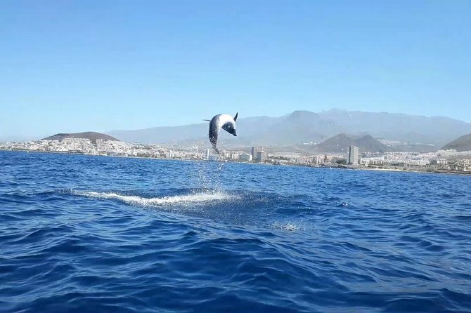 Tenerife Kayaking and Snorkeling Trip With Turtle Spotting - Activity Overview and Experience