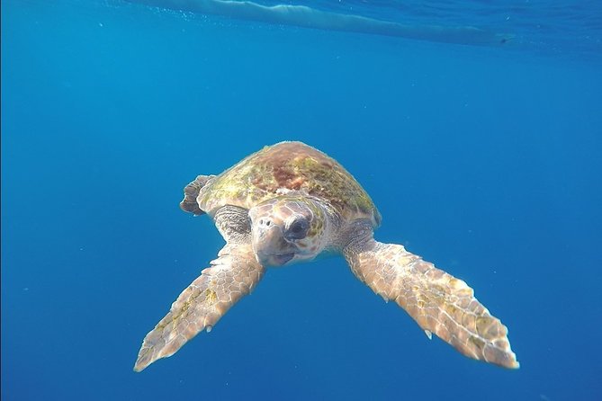 Tenerife Kayaking and Snorkeling Trip With Turtle Spotting - Participant Requirements and Restrictions