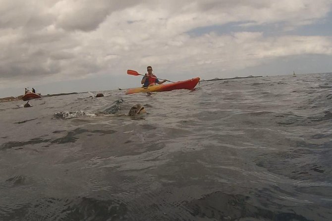 Tenerife Kayaking and Snorkeling Trip With Turtle Spotting - Cancellation Policy
