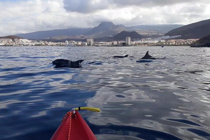 Tenerife Kayaking and Snorkeling Trip With Turtle Spotting - Common Questions