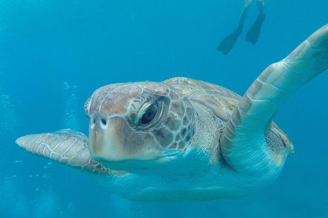 Tenerife Kayaking and Snorkeling Trip With Turtle Spotting - The Sum Up