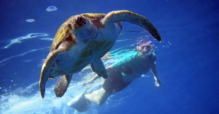 Tenerife: Kayaking and Snorkeling With Turtles - Experience