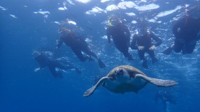Tenerife: Kayaking and Snorkeling With Turtles - Important Information