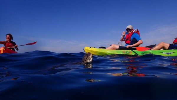 Tenerife: Kayaking and Snorkeling With Turtles - Common Questions